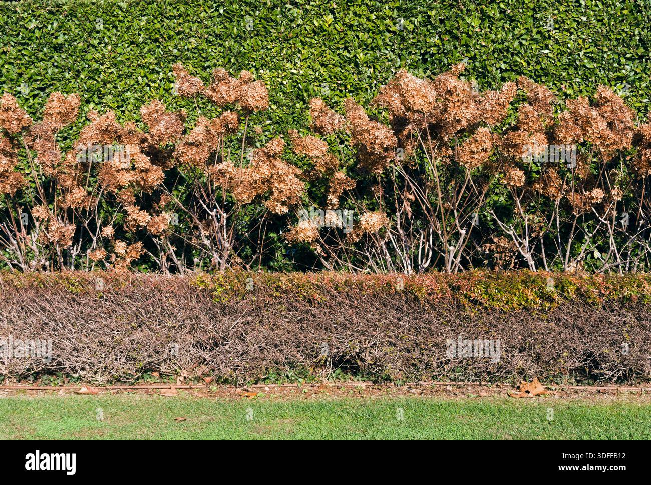 hedgerow with dried hydrangea flowers Stock Photo
