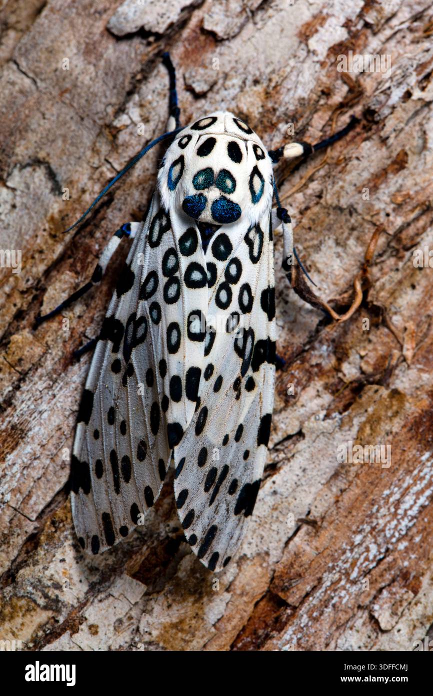 Giant leopard moth (Ecpantheria scribonia) on bark, Florida Stock Photo