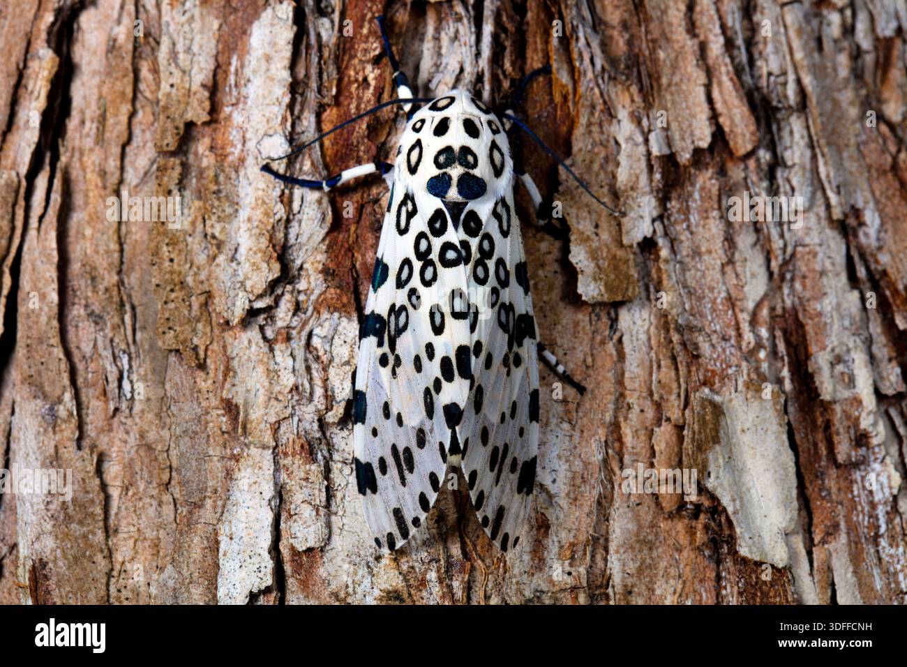 Giant leopard moth (Ecpantheria scribonia) on bark, Florida Stock Photo