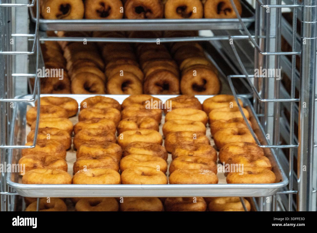 Freshly baked donuts arranged in neat rows on metal trays inside a warm commercial kitchen. Stock Photo