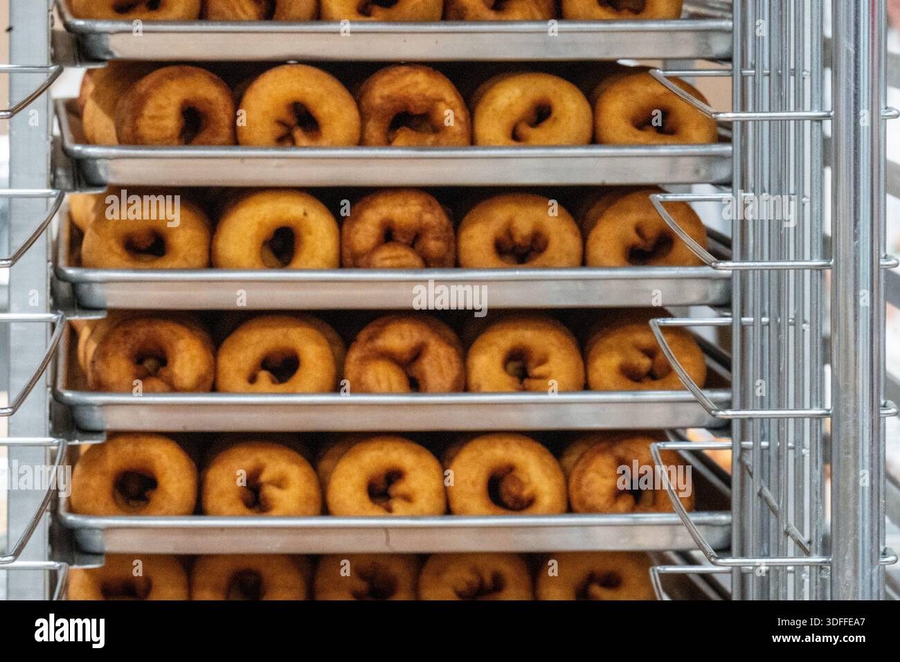 Freshly baked donuts arranged in neat rows on metal trays inside a warm commercial kitchen. Stock Photo