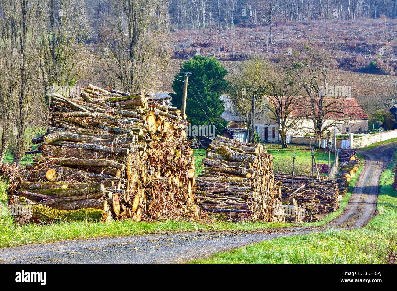 Stacks of hardwood tree trunk logs awaiting collection along country lane; cut for industrial use - central France. Stock Photo