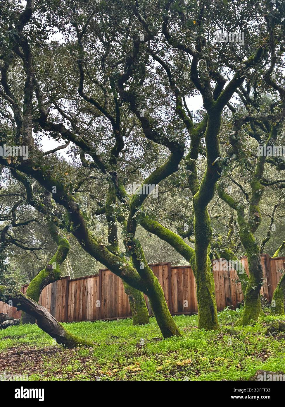 Mature oak trees with moss-covered trunks stand on a grassy hillside, illuminated by soft sunlight in a California woodland setting. - Smartphone Captured Stock Image