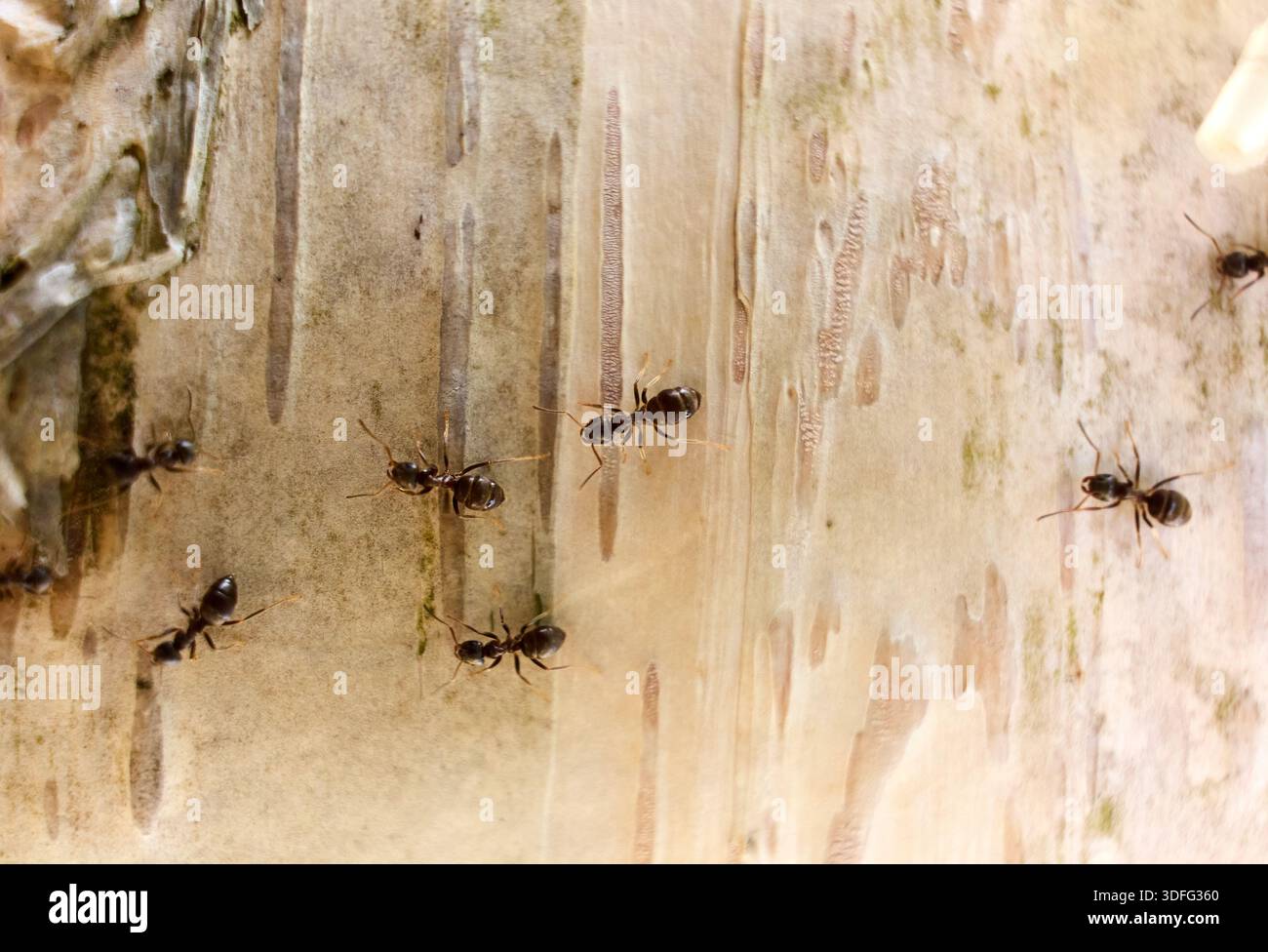 Ants Foraging on Tree Bark in Natural Light Stock Photo