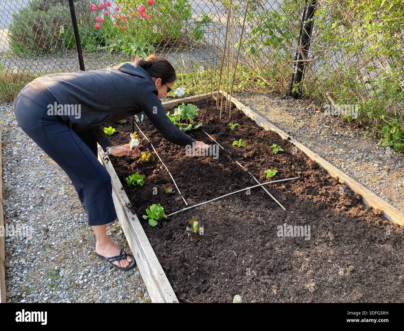 A woman tends to a community garden plot - Smartphone Captured Stock Image