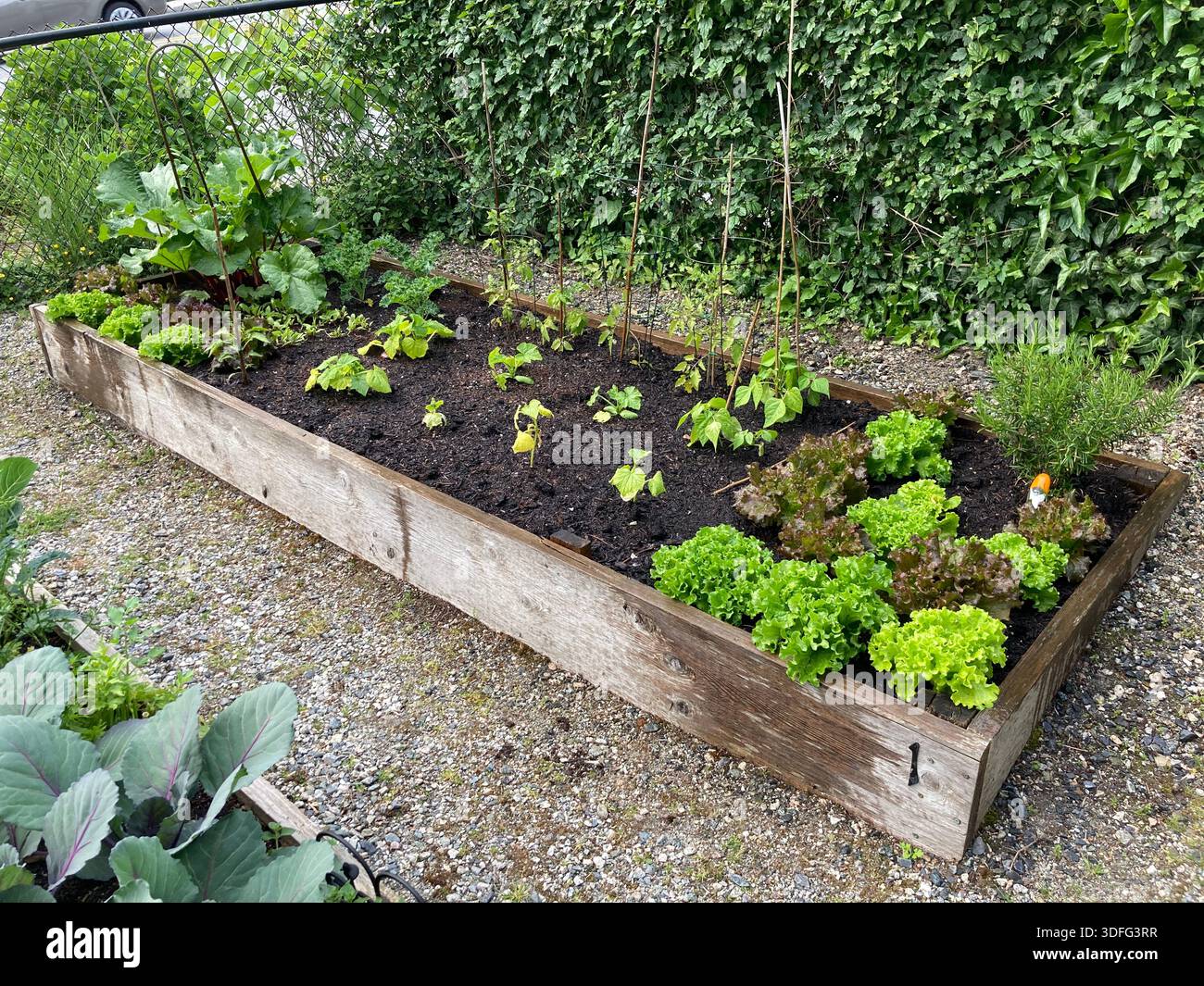 A raised garden bed in a community garden - Smartphone Captured Stock Image