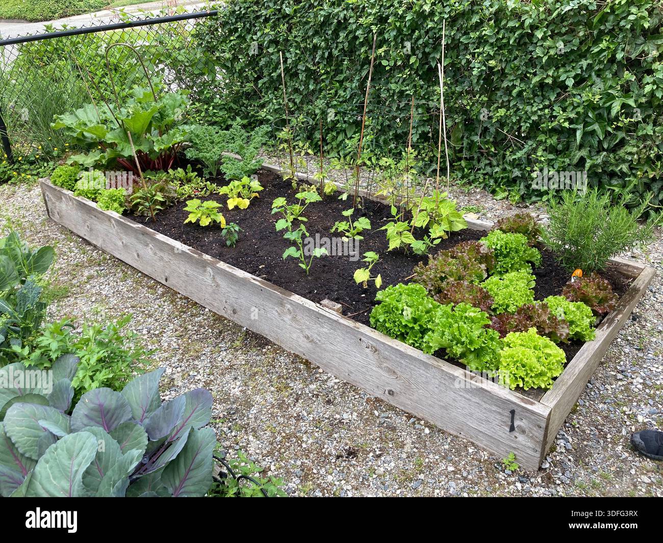A raised garden bed in a community garden - Smartphone Captured Stock Image