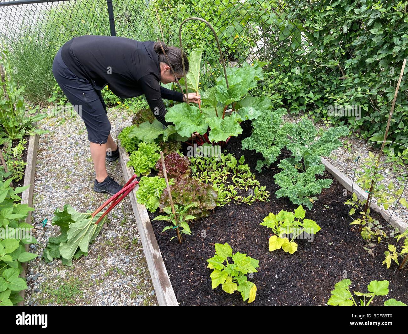 A woman tends to a community garden plot - Smartphone Captured Stock Image