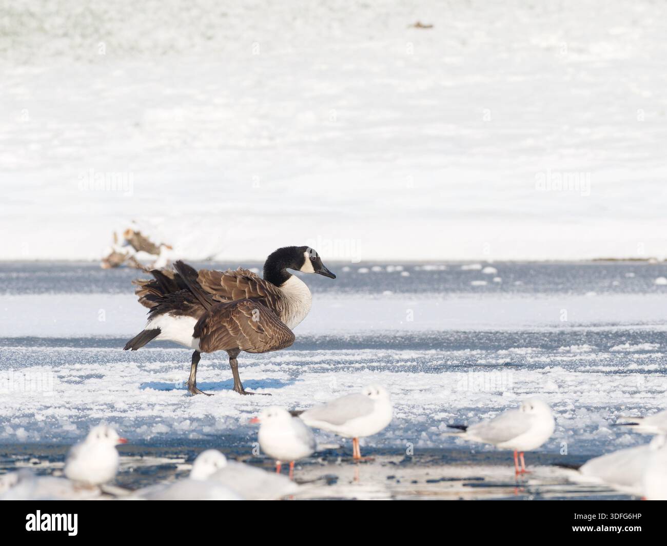 Goose Cold Canada Goose (Branta canadensis) walking and balancing on frozen water ...