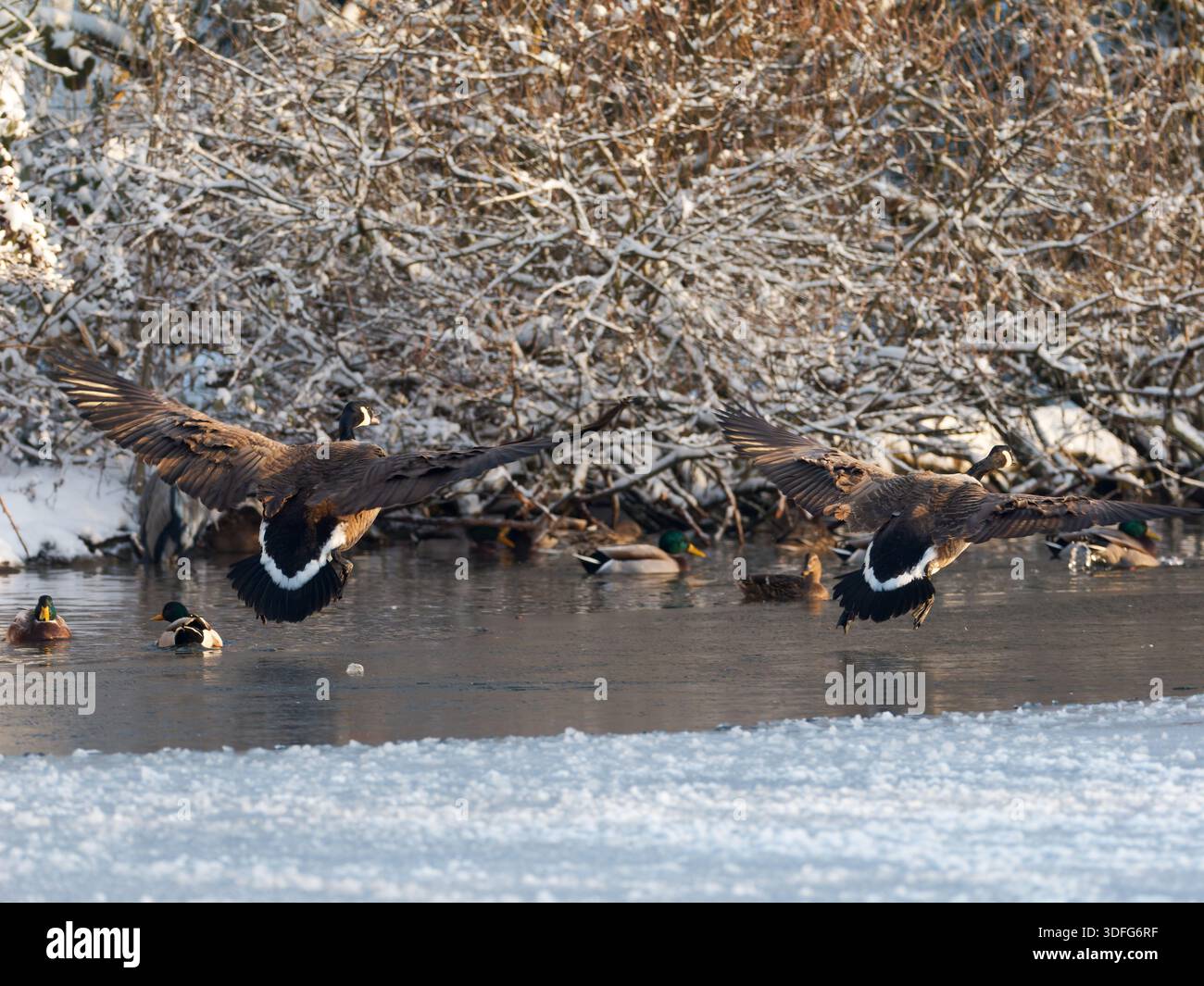 Goose Cold Canada Geese (Branta canadensis) landing on cold freshwater with wings ...