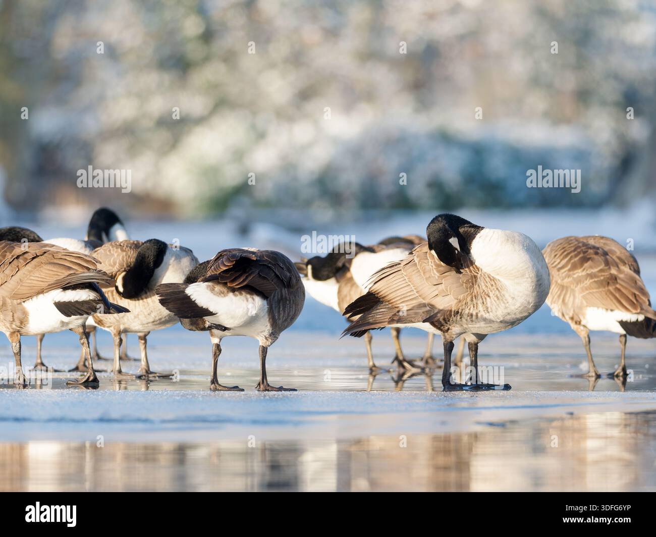 Goose Cold Canada Geese (Branta canadensis) standing and resting on icy water ...
