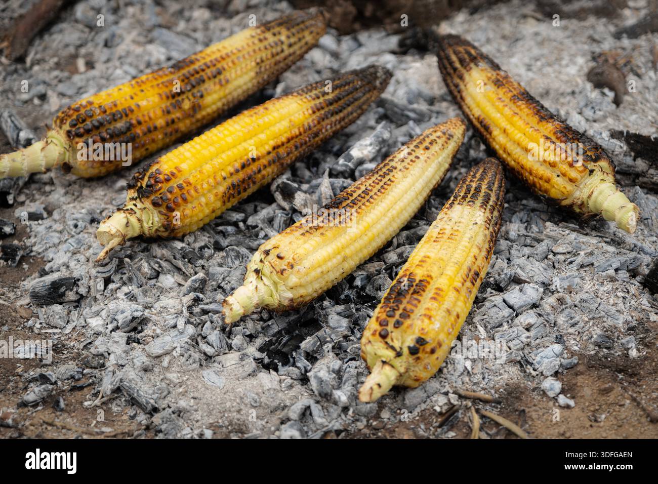 Ptf Rustic Maize Corn on ashes hi-res stock photography and images - Alamy