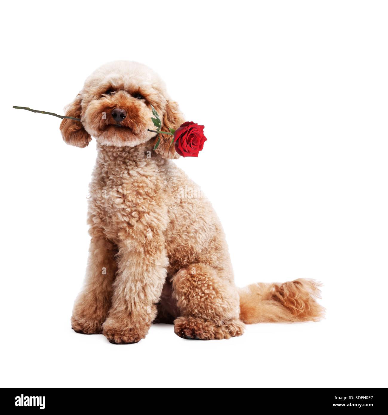 valentines poodle dog holding a rose with mouth as a gift , isolated on white background Stock Photo - Alamy valentines poodle dog holding a rose with mouth as a gift , isolated on white background Stock Photo - Alamy