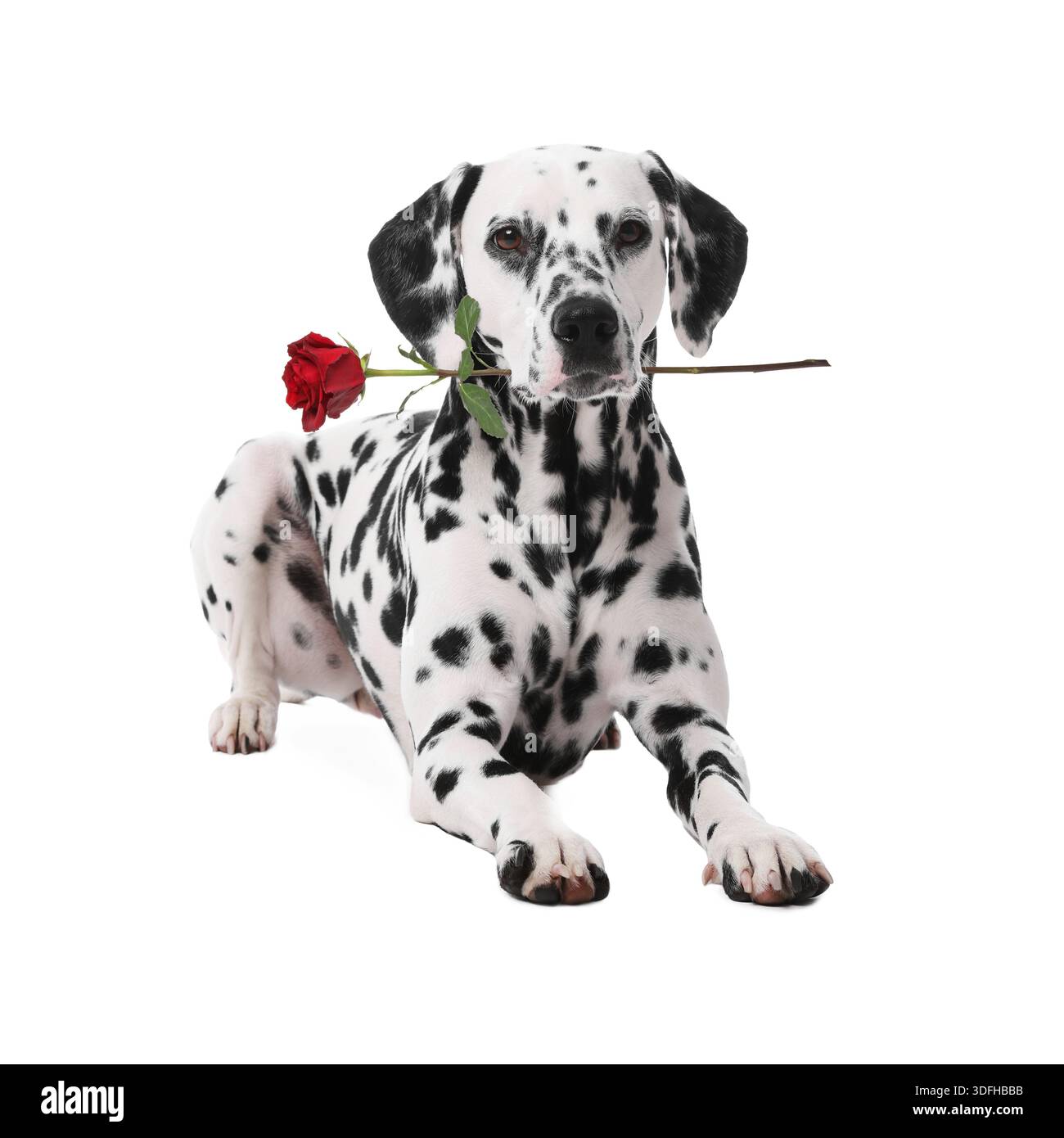 Designer Greetings Dog Wearing Sombrero And Red Sunglasses With Tequila Funny Birthday Card