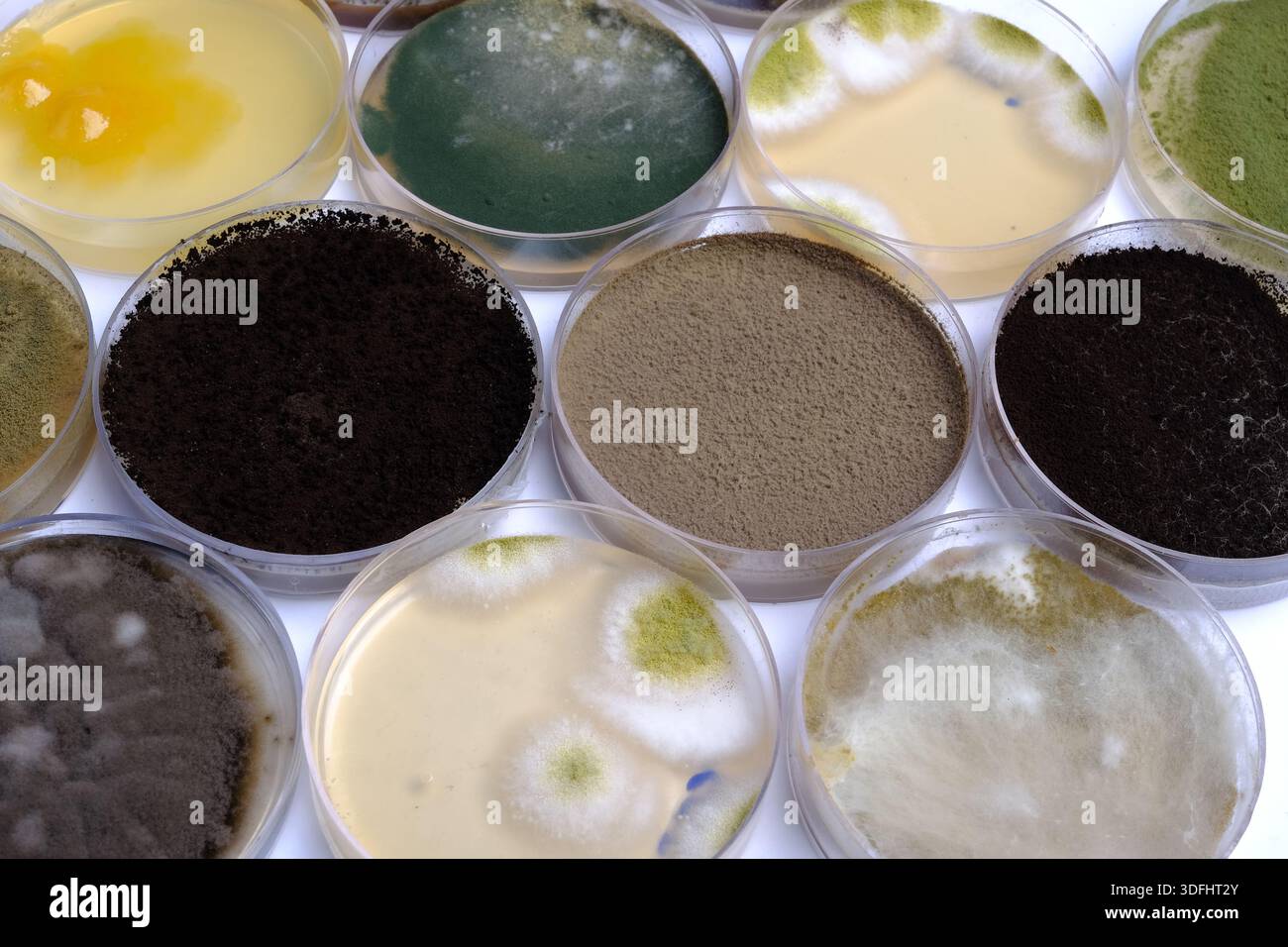photo of fungi growth on culture media Stock Photo - Alamy