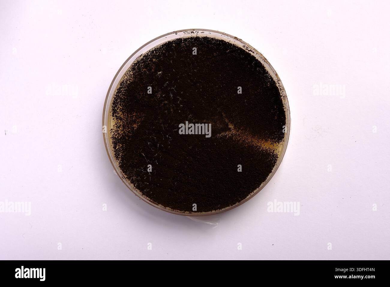 photo of fungi growth on culture media Stock Photo - Alamy