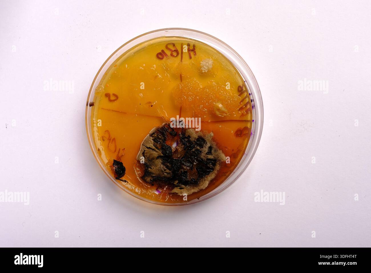 photo of fungi growth on culture media Stock Photo - Alamy