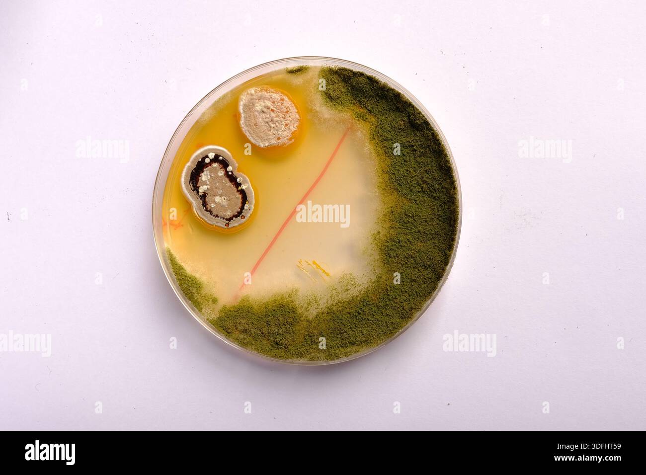 photo of fungi growth on culture media Stock Photo - Alamy