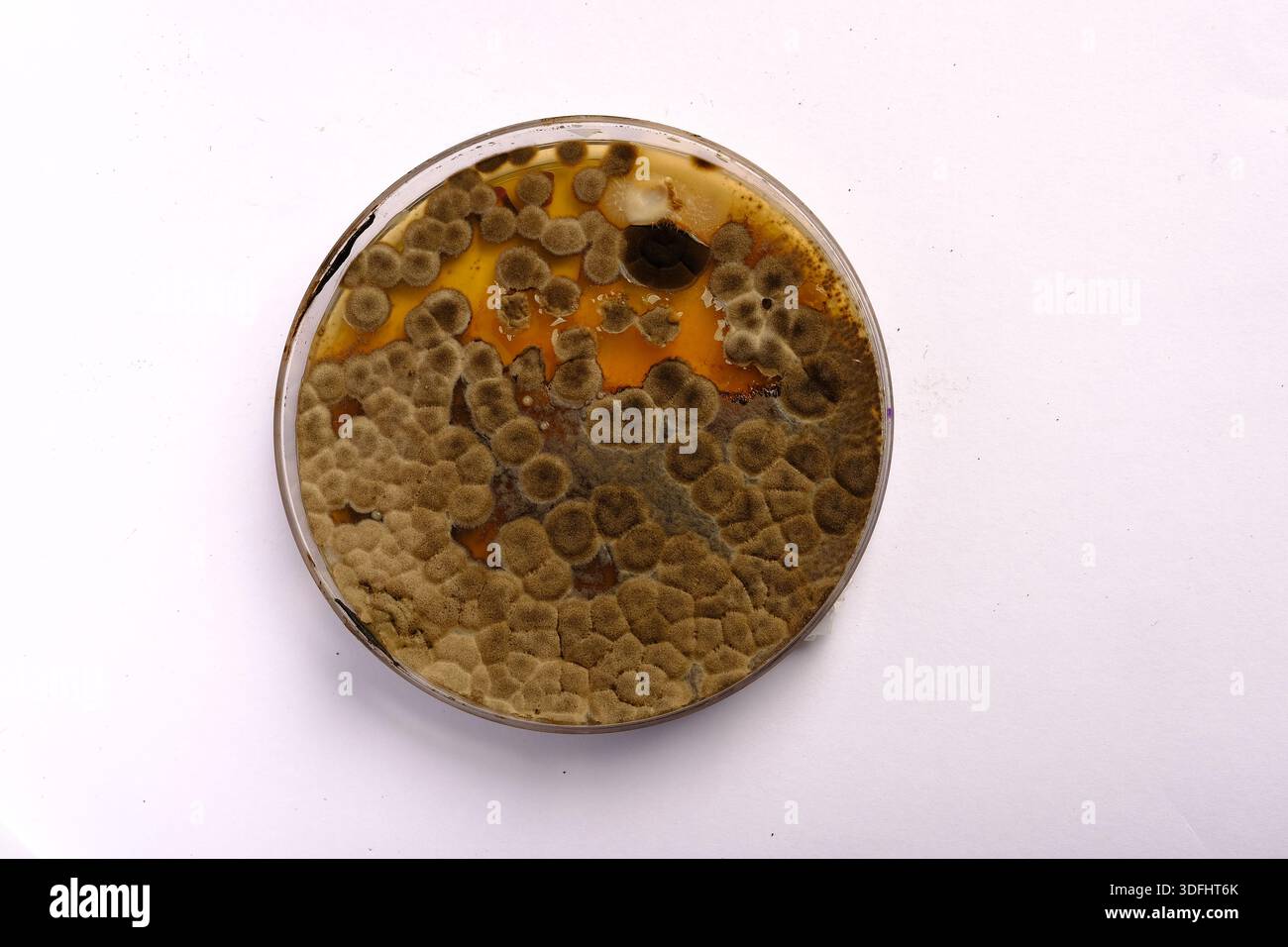 photo of fungi growth on culture media Stock Photo - Alamy
