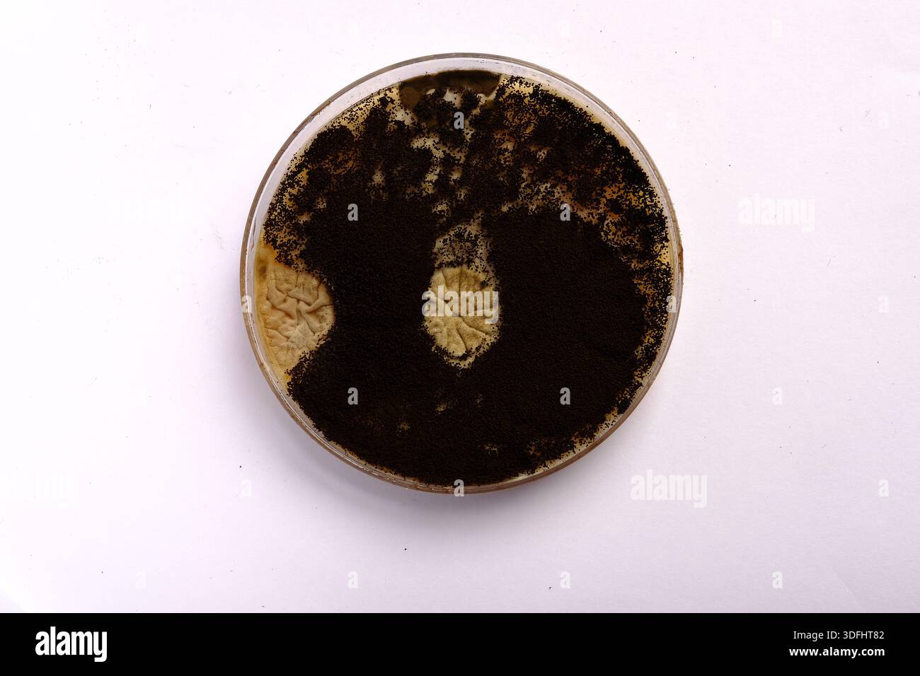 photo of fungi growth on culture media Stock Photo - Alamy