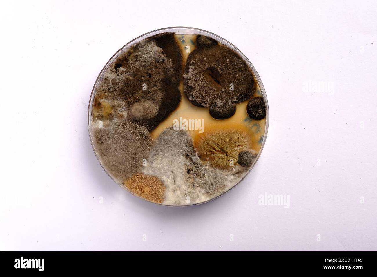 photo of fungi growth on culture media Stock Photo - Alamy