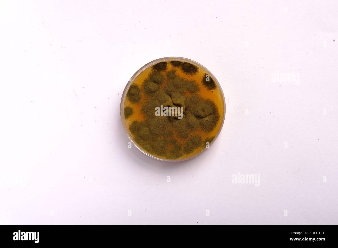 photo of fungi growth on culture media Stock Photo - Alamy