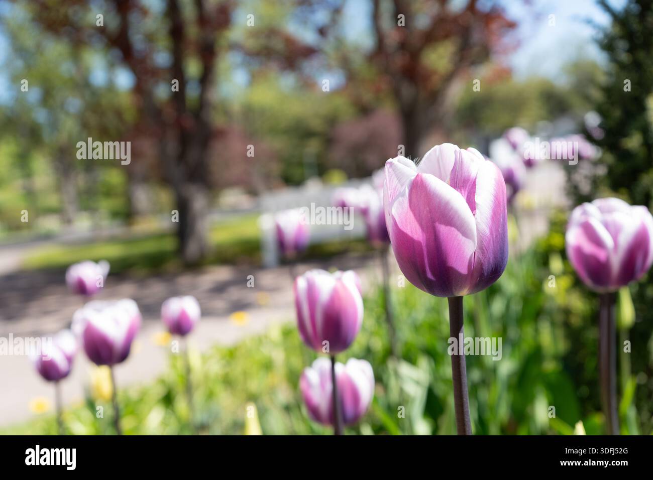 Full bloom suggesting hi-res stock photography and images - Alamy