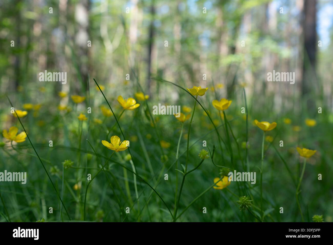 Serene forest meadow wildflowers hi-res stock photography and images ...