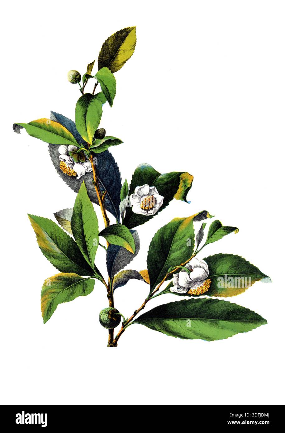 Useful plants, cultivated plants, tea bush, Thea chinensis, Tea inensis ...