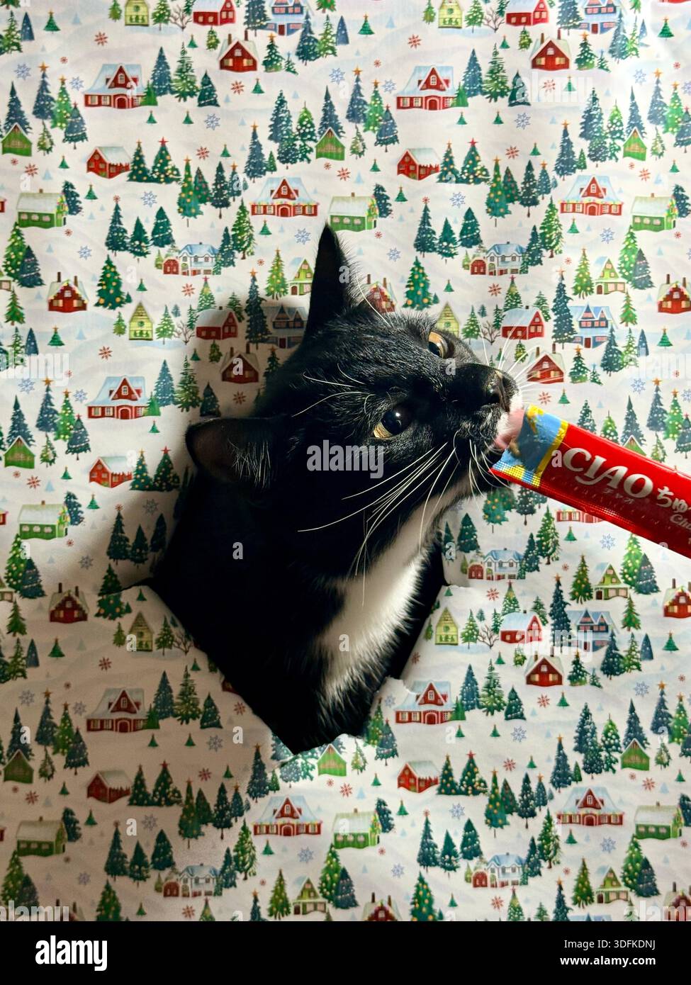Elegant black and white tuxedo cat on a background of frosty blue New Year's paper with silver snowflakes - Smartphone Captured Stock Image