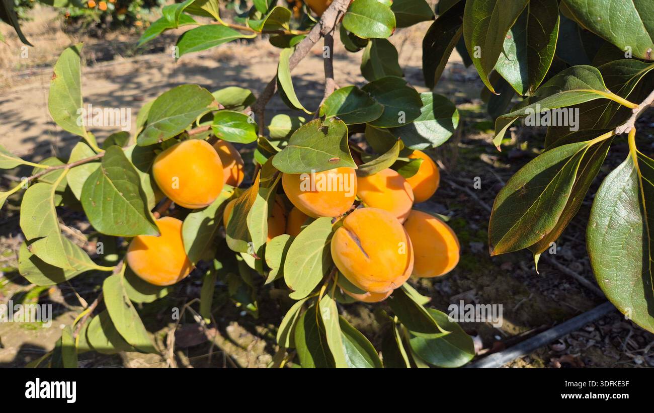 Chinese Persimmon (Diospyros kaki) on Tree. Ripe Chinese Persimmon Fruit Close-Up - Smartphone Captured Stock Image