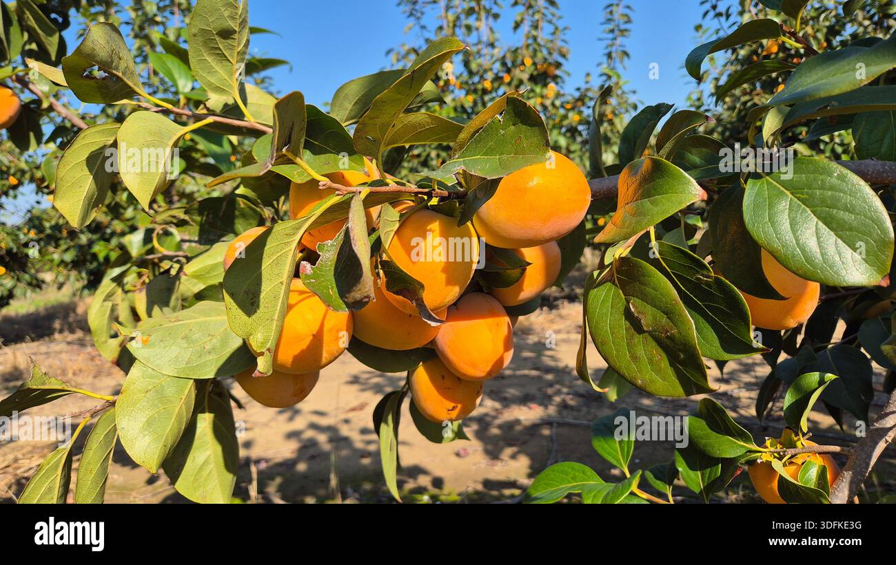 Chinese Persimmon (Diospyros kaki) on Tree. Ripe Chinese Persimmon Fruit Close-Up - Smartphone Captured Stock Image