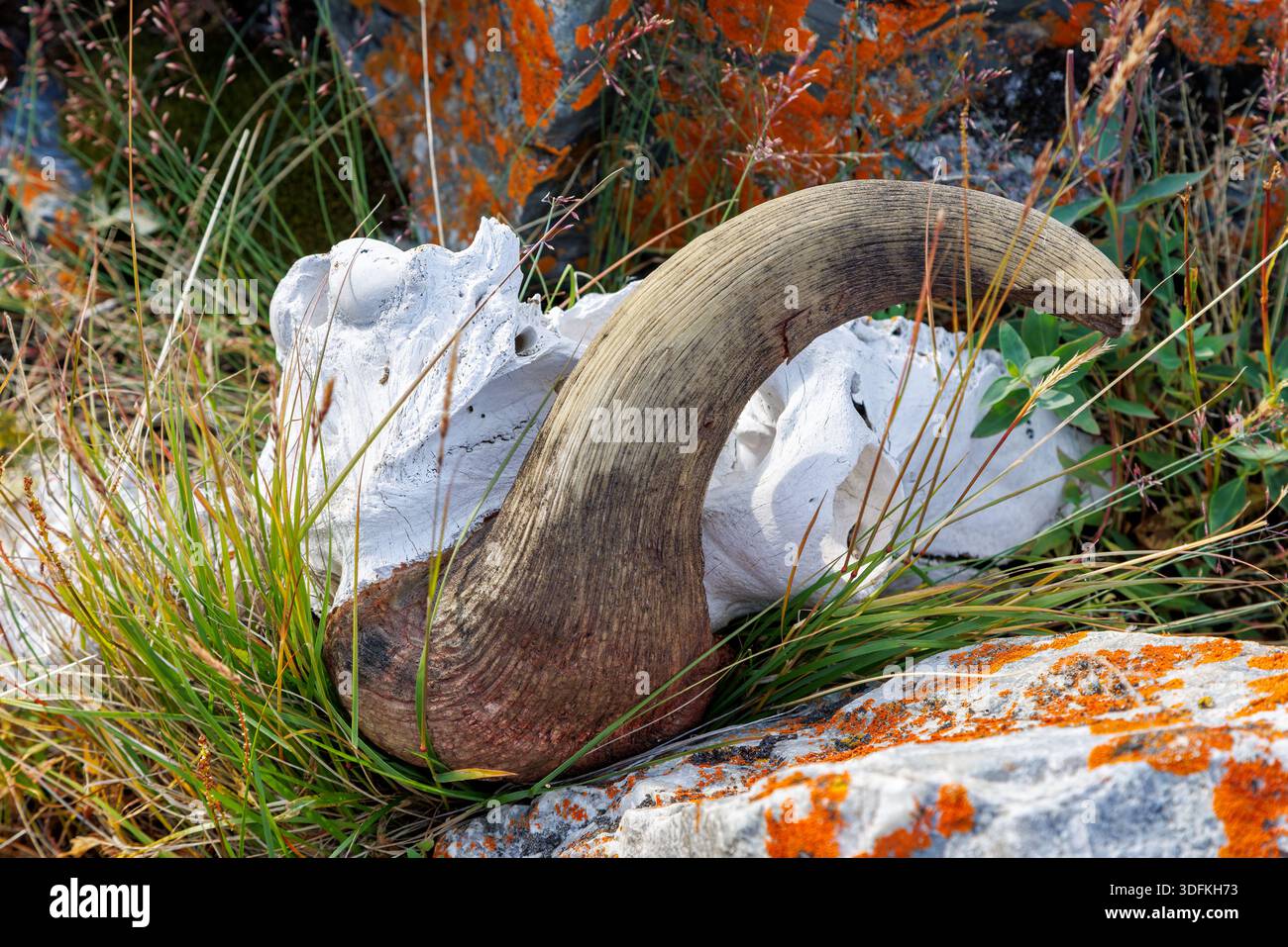 Skull of a musk ox on the tundra of Geologfjord, in Northeast Greenland ...