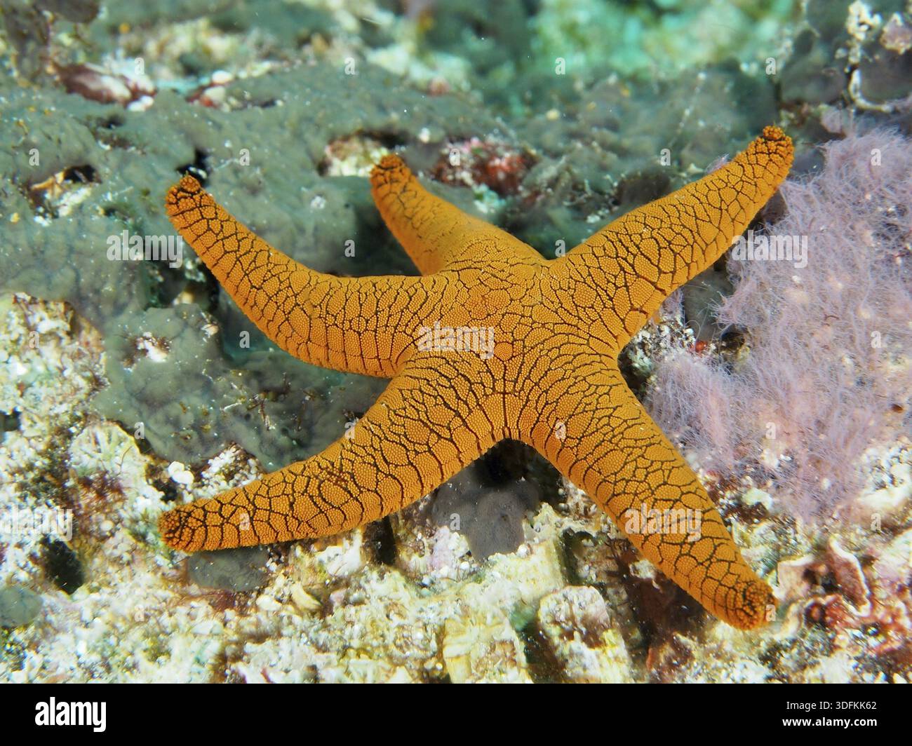 Bright orange-coloured starfish, Indian starfish (Fromia indica
