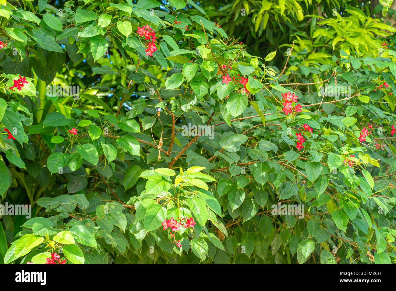 Jatropha integerrima, commonly known as peregrina or spicy jatropha. Bohol, Philippines Stock Photo