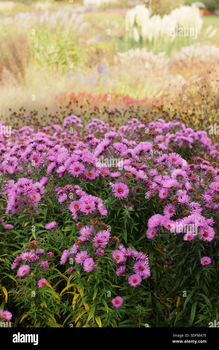 Asters and ornamental grasses in an early autumn garden border. Symphyotrichum and grasses in autumn flower bed. Stock Photo