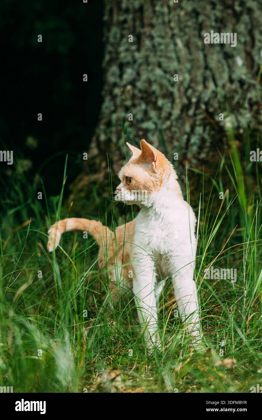 Curly Coated Ginger and White Devon Rex Cat Exploring Forest Grass Stock Photo