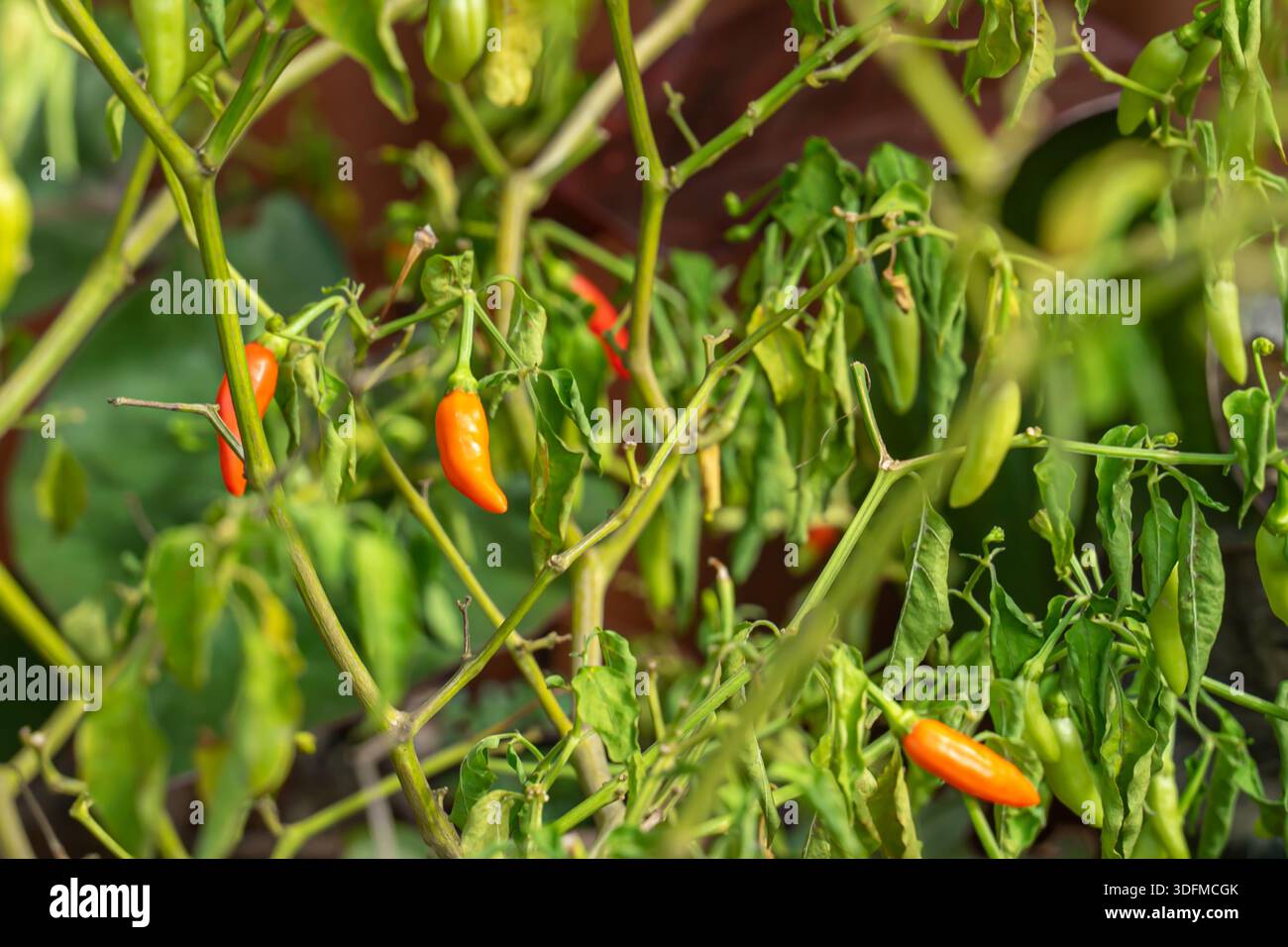 Siling labuyo hi-res stock photography and images - Alamy