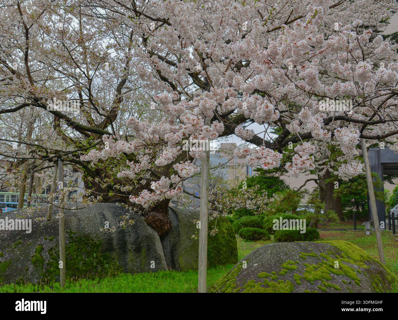 Rock-Splitting Cherry Tree (Ishiwarizakura), an ancient cherry tree ...