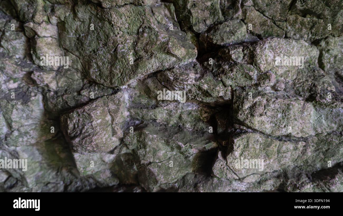 Intricate macro view of vibrant green moss and ancient grey lichen clinging to a textured stone surface, evoking a sense of natural aging, quietude, a Stock Photo
