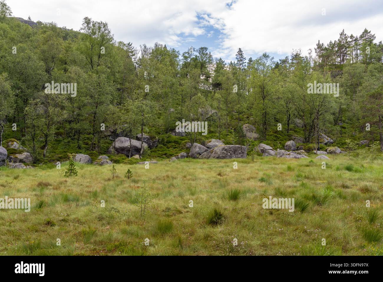 Serene forest meadow wildflowers hi-res stock photography and images ...