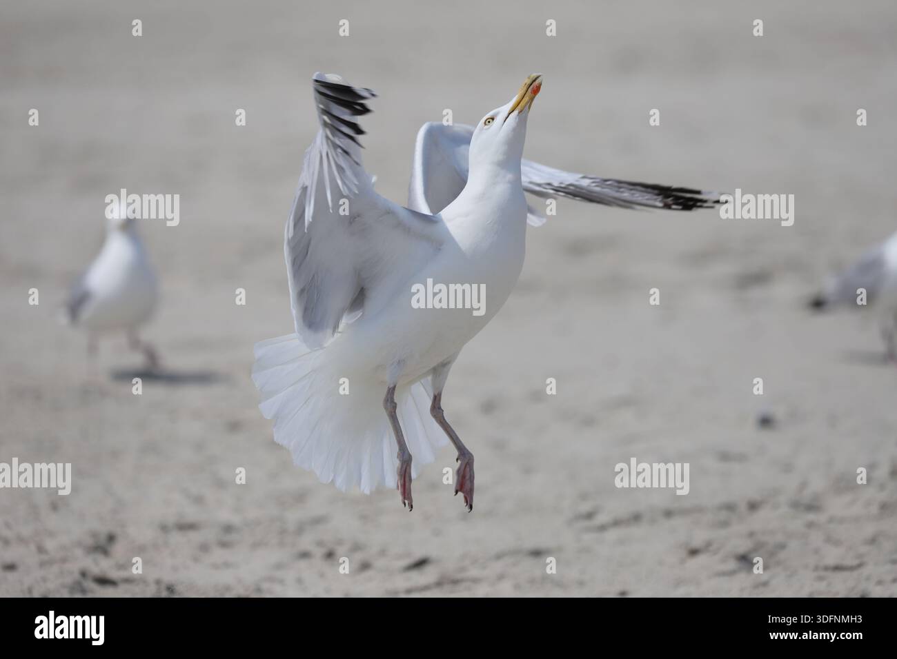 Eine Möwe (Laridae) blickt angestrengt nach oben und springt mit Unterstützung der Flügel Stock Photo