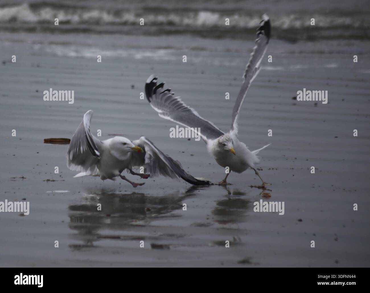 Zwei Möwen (Laridae) streiten sichj um eine Beute und heben kämpferisch die Flügel. Kampf um Brot Stock Photo