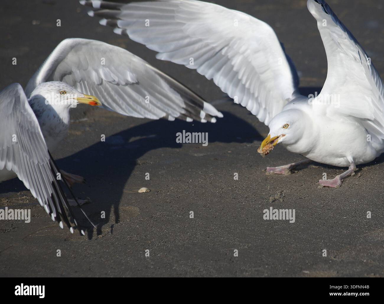 Zwei Möwen (Laridae) streiten sichj um eine Beute und heben kämpferisch die Flügel. Kampf um Brot Stock Photo