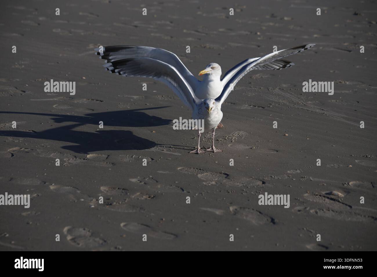 Zwei Möwen (Laridae) am Boden heben Sychron die Flügel:Pas de Deux Stock Photo