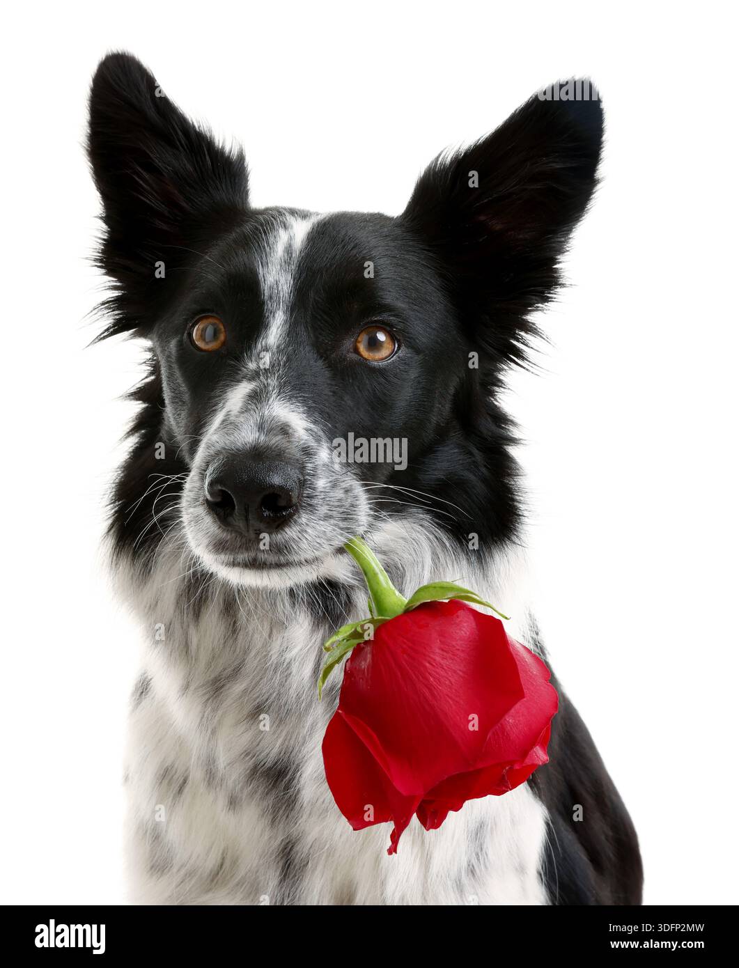 Cute Border Collie dog with red rose on white background Stock Photo ...