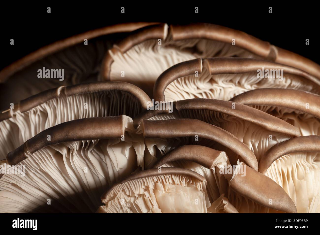 oyster mushrooms macro on black background Stock Photo