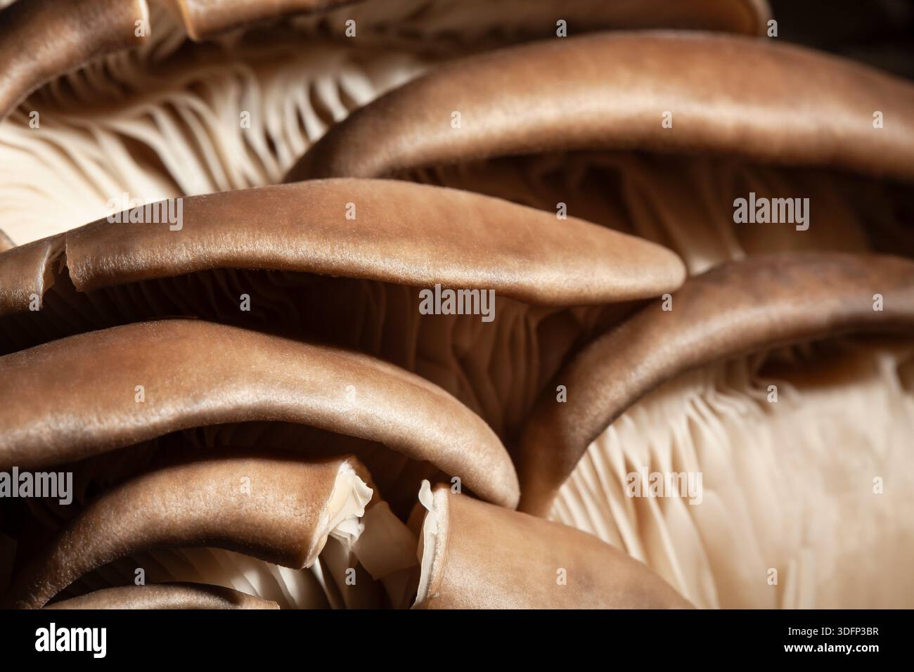 oyster mushrooms macro on black background Stock Photo