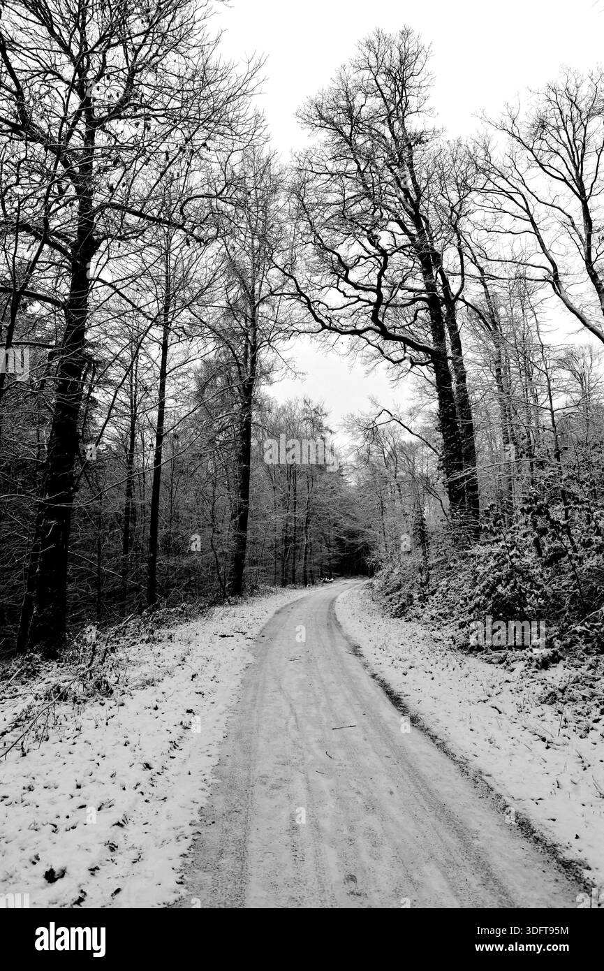 Peaceful Snowcovered Road Weaving Through Silent Forests Offers Reflective Winter Adventures Stock Photo