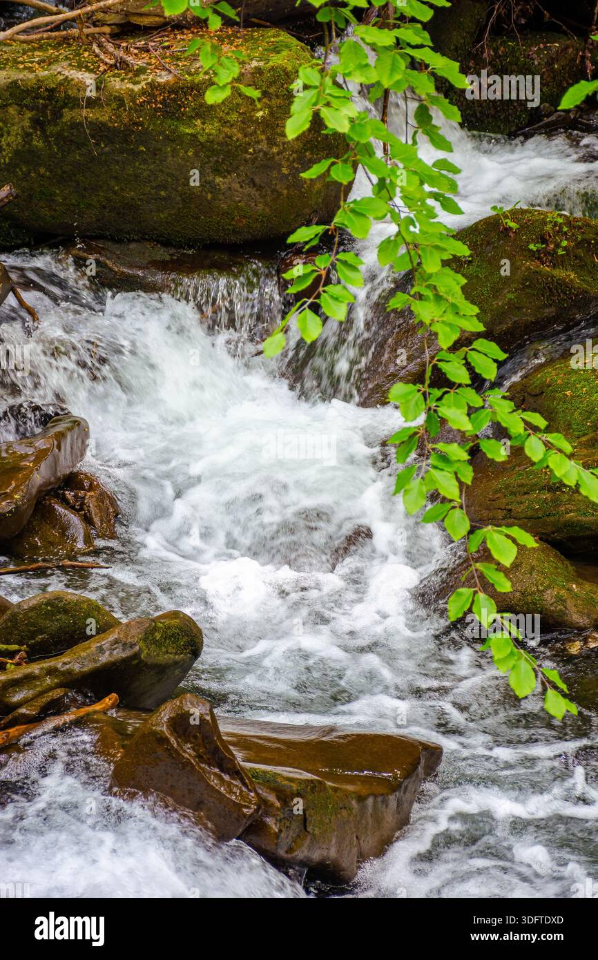 fragment of a mountain river in lush green forest. rapid stream flowing between moss covered rocks. nature vertical background with brook in spring in Stock Photo